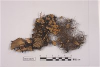 藏品(亞變梅衣)的圖片